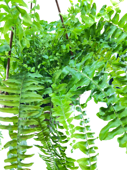 שרך בוסטון | עציץ בנפח 4 ליטר