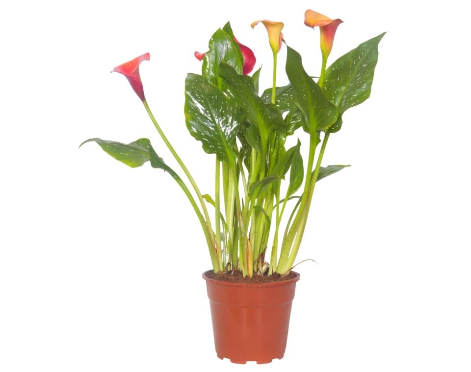 קאלה | עציץ בנפח 4 ליטר