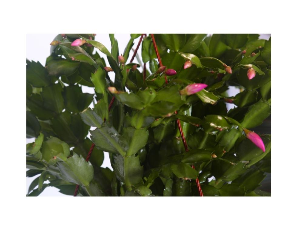 זיגו-קקטוס | עציץ בנפח 4 ליטר