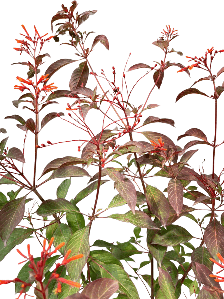 המליה מבודרת | עציץ בנפח 10 ליטר