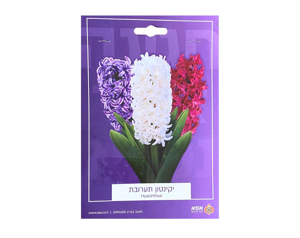 מארז פקעות | תערובת יקינטון | 3-20 יחידות