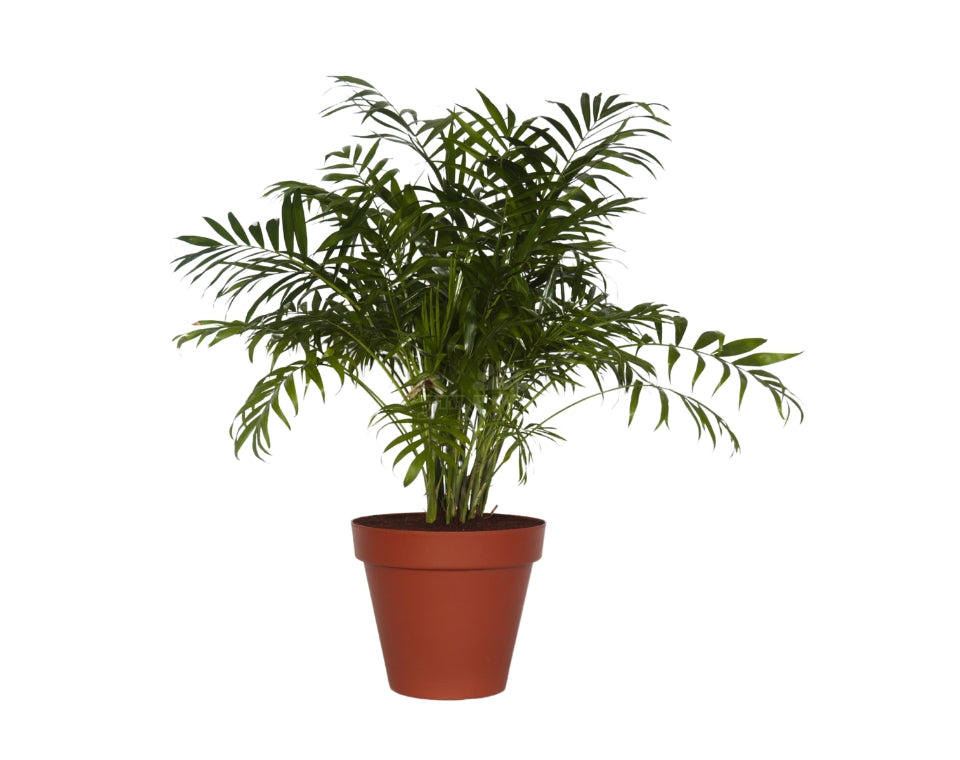 חמדוריאה אלגאנס | 10 ליטר