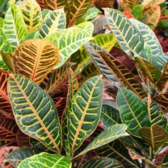 קרוטון פטרה | עציץ בנפח 10 ליטר