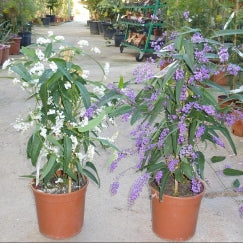 הרדנברגיה | עציץ בנפח 10 ליטר