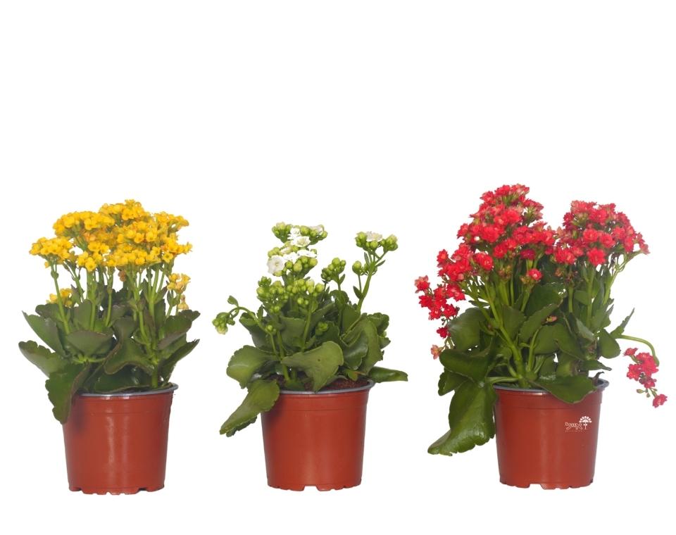 קיט 3 ניצניות | עציץ בקוטר 12 ס"מ