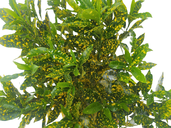 קרוטון מנוקד | עציץ בנפח 10 ליטר