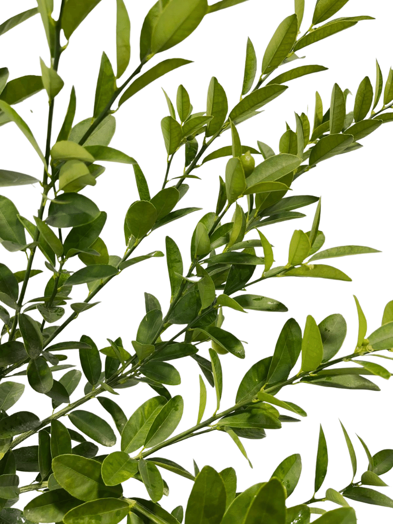 לימון סיני (לימקוואט) | עציץ בנפח 10 ליטר