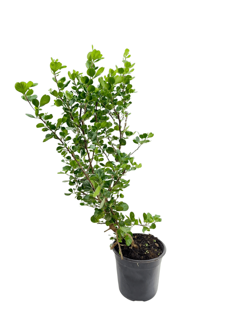 אוג מכחיל (גלאוקה) | עציץ בנפח 4 ליטר