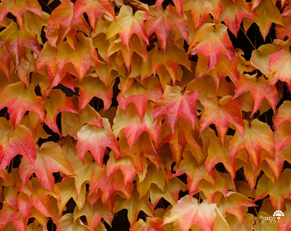 גפנית משולשת | עציץ בנפח 10 ליטר