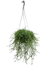 סנציו | עציץ בנפח 4 ליטר