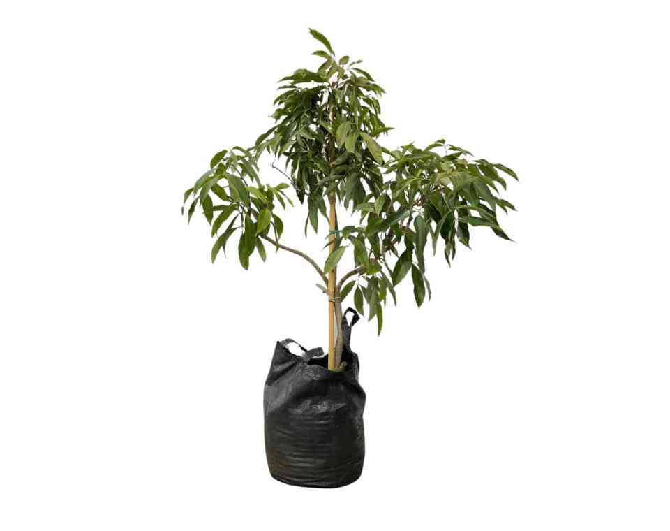 עץ ליצ׳י | עציץ בנפח 25 ליטר