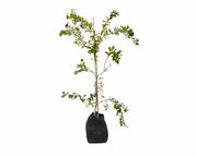 לימון סיני (לימקוואט) | עציץ בנפח 25 ליטר