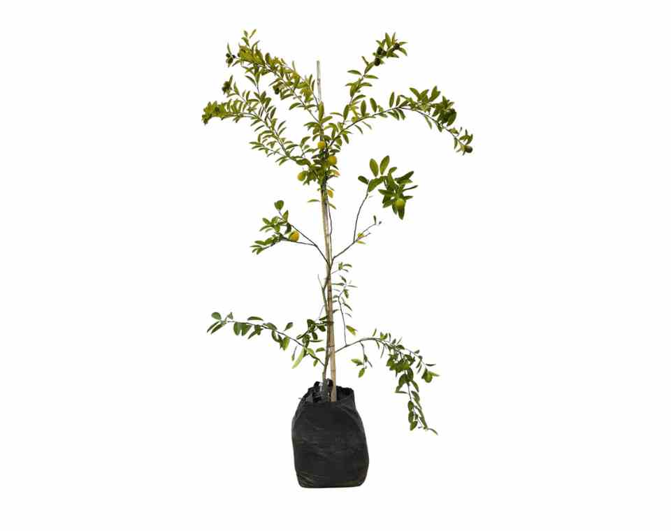 לימון סיני (לימקוואט) | עציץ בנפח 25 ליטר