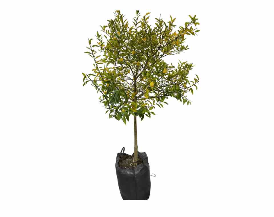 לימון סיני (לימקוואט) | עציץ בנפח 50 ליטר