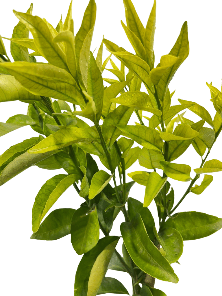 עץ קלמטינה-מיכל | עציץ בנפח 10 ליטר