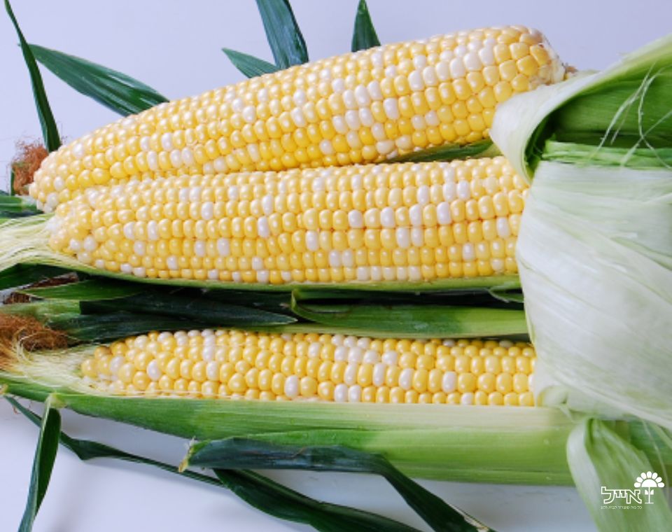 תירס סופר מתוק צהוב-לבן | 20 זרעים