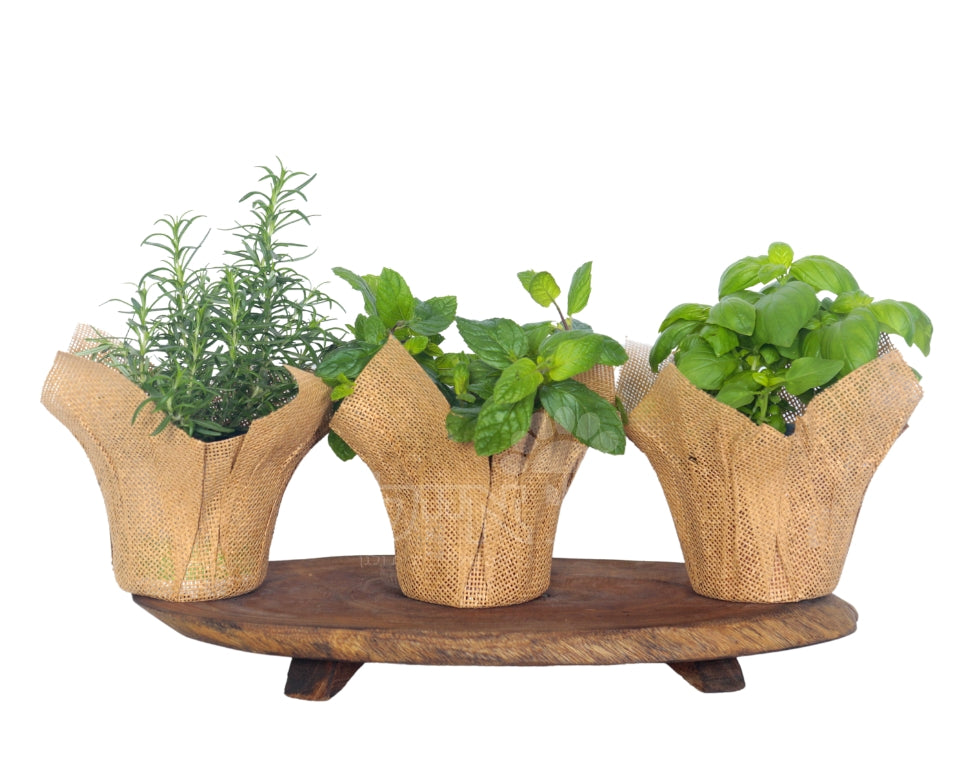 מארז למרכז השולחן | 3 שתילי תבלין | בכלי רשת יוטה