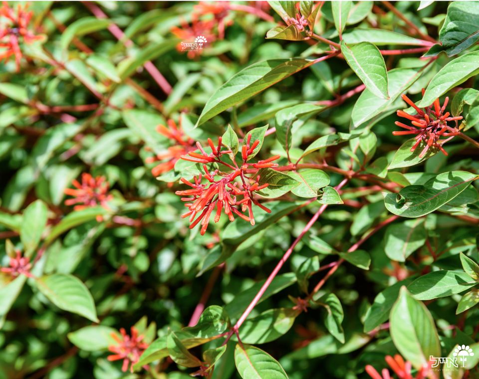 המליה מבודרת | עציץ בנפח 4 ליטר
