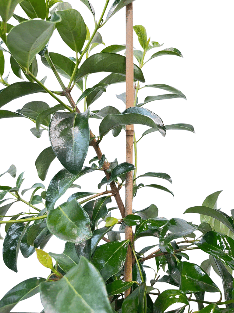 מורן מבריק | עציץ בנפח 10 ליטר