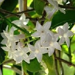 סטפנוטיס | עציץ בנפח 10 ליטר