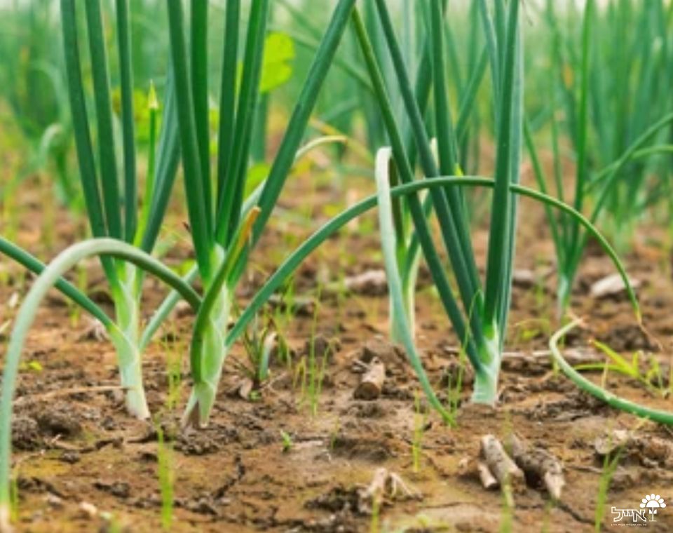 בצל ירוק | עציץ בקוטר 12 ס״מ