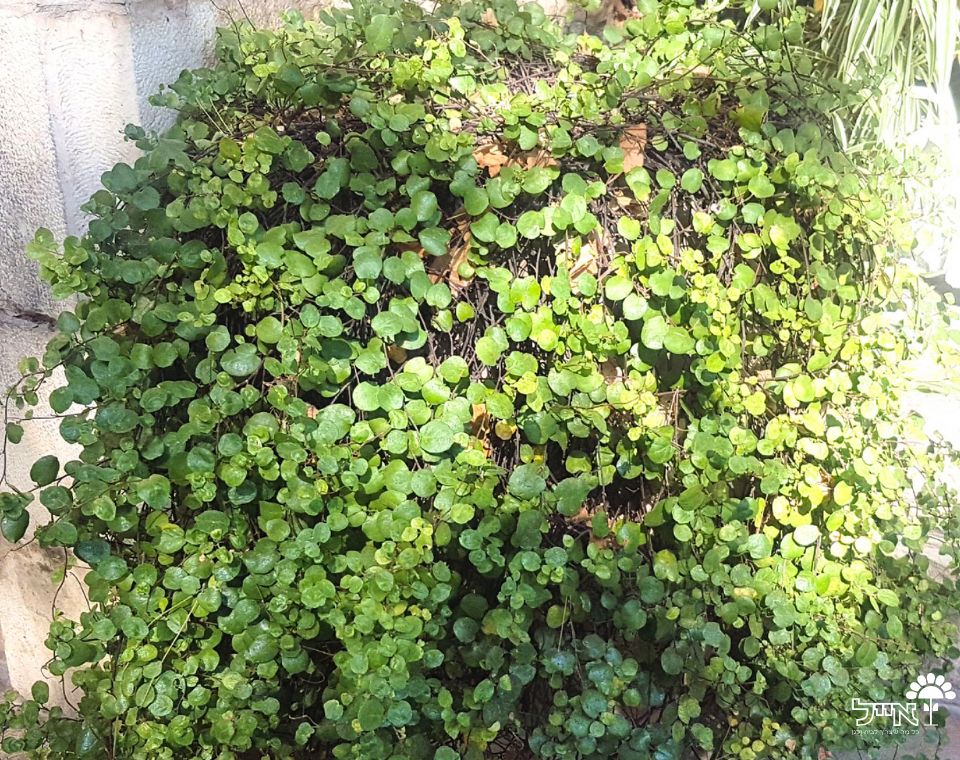 מילנבקיה | עציץ בקוטר 12 ס"מ