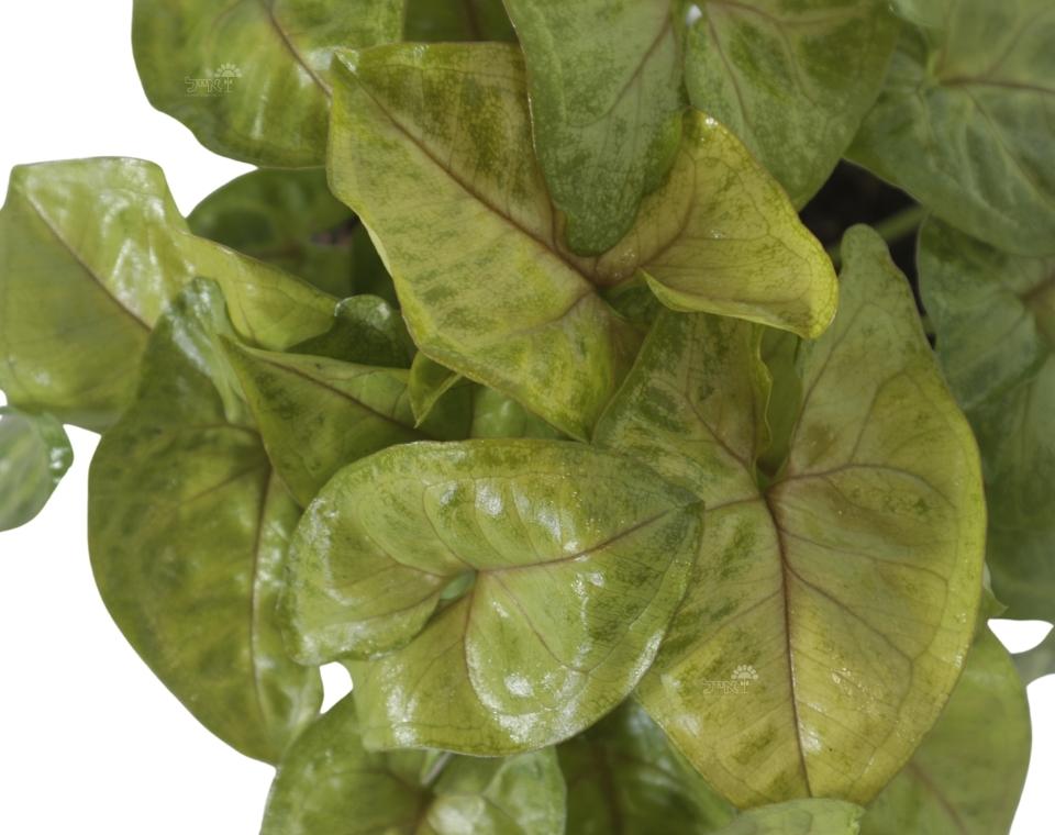 סינגוניום גולדן (זהוב) | עציץ קוטר 12 ס"מ