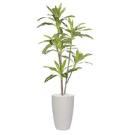 דרצנה מגוונת מלאכותי| כד פמילי | 2.10 מטר