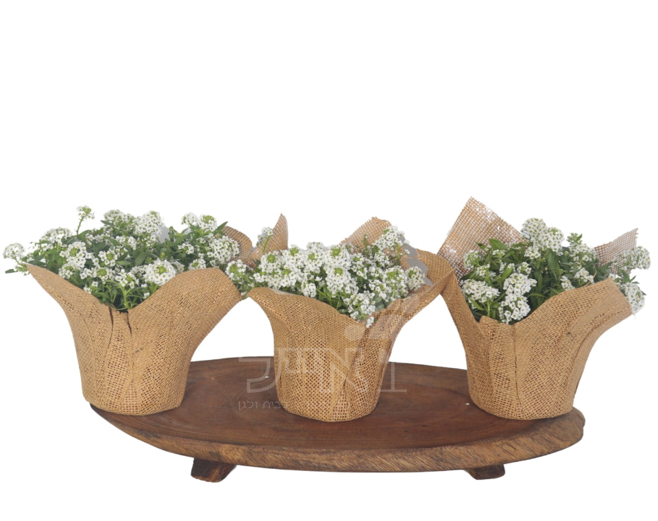 מארז למרכז השולחן | 3 שתילי פרחים | בכלי רשת יוטה