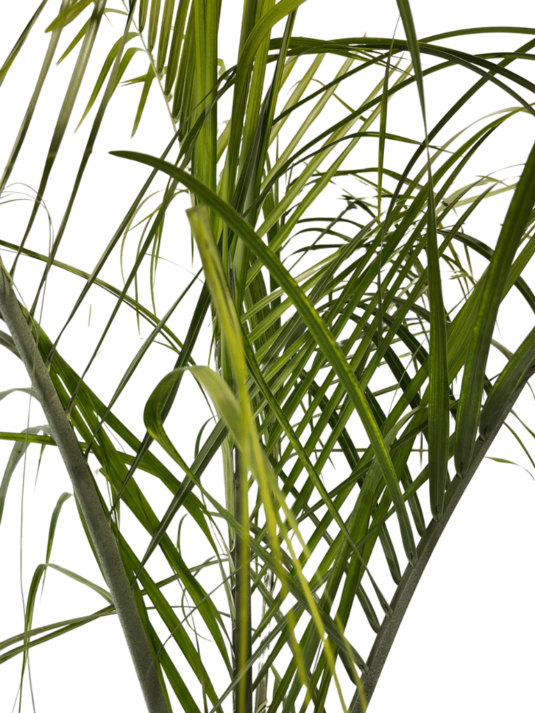 דקל משולש | עציץ בנפח 25 ליטר