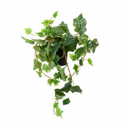 קיסוס גולש מלאכותי בעציץ | 45X15