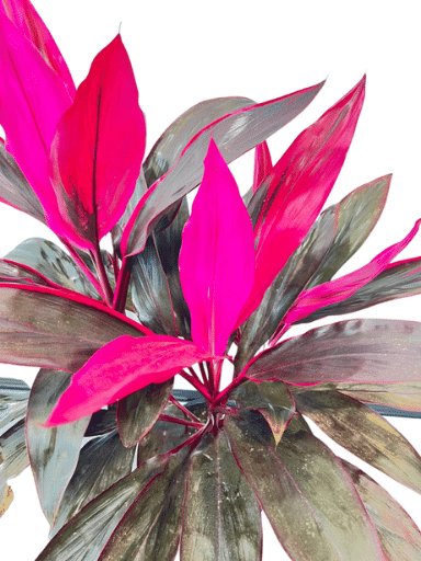 קורדיליין | עציץ בנפח 10 ליטר