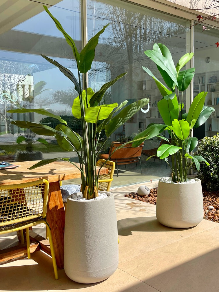 ציפור גן עדן | בכדי מדיסון ודנוור | מחיר לזוג | דגם 551 - 552