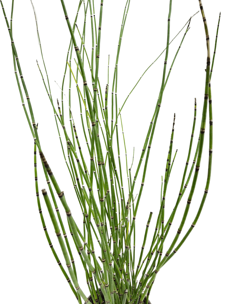 שבטבט | עציץ בנפח 4 ליטר