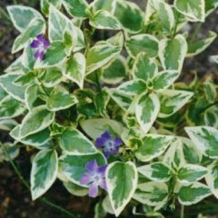 וינקה מז'ור | עציץ קוטר 12 ס״מ