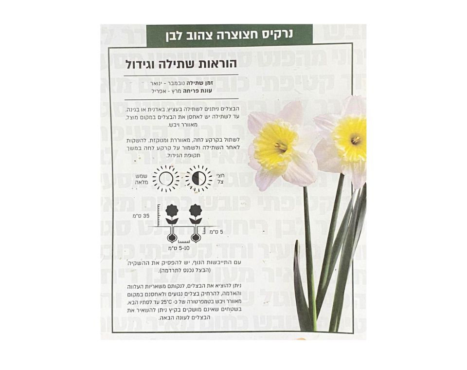 נרקיס חצוצרה צהוב-לבן | 5 יחידות