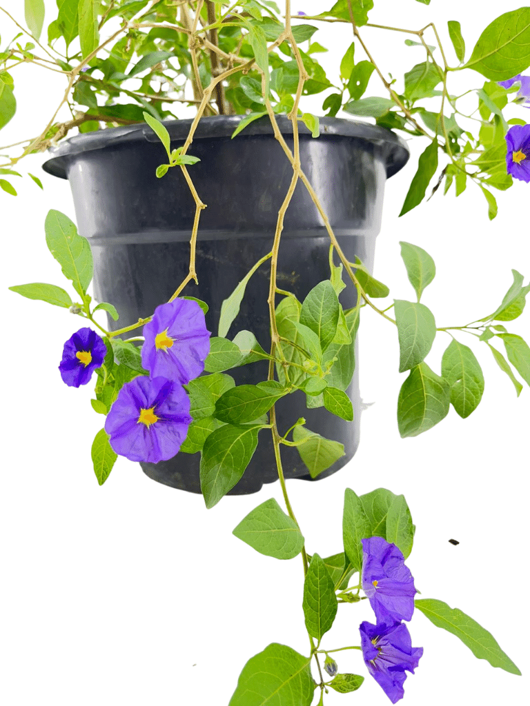 סולנום שיחי | עציץ בנפח 10 ליטר