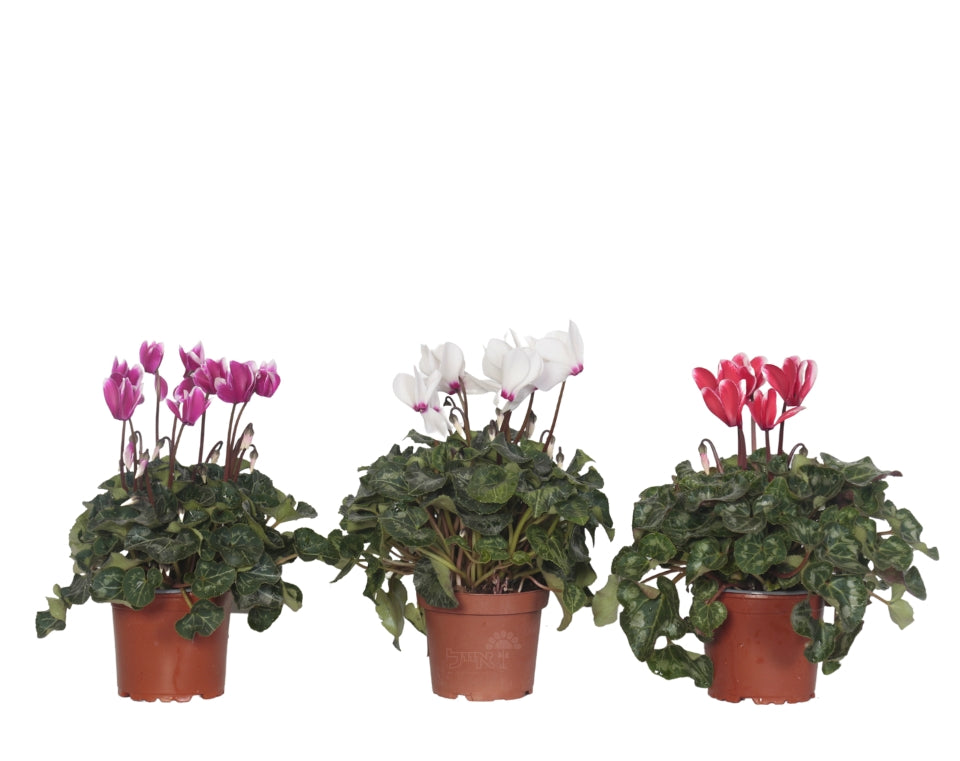 קיט 3 רקפות | עציץ בקוטר 12 ס"מ