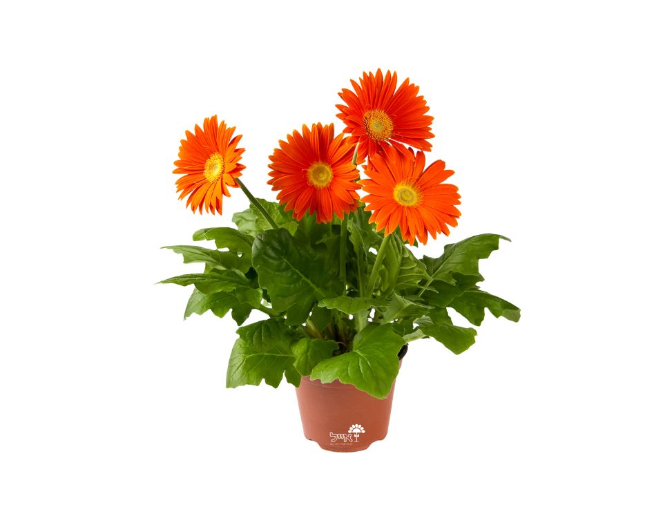 גרברה | עציץ בקוטר 12 ס"מ