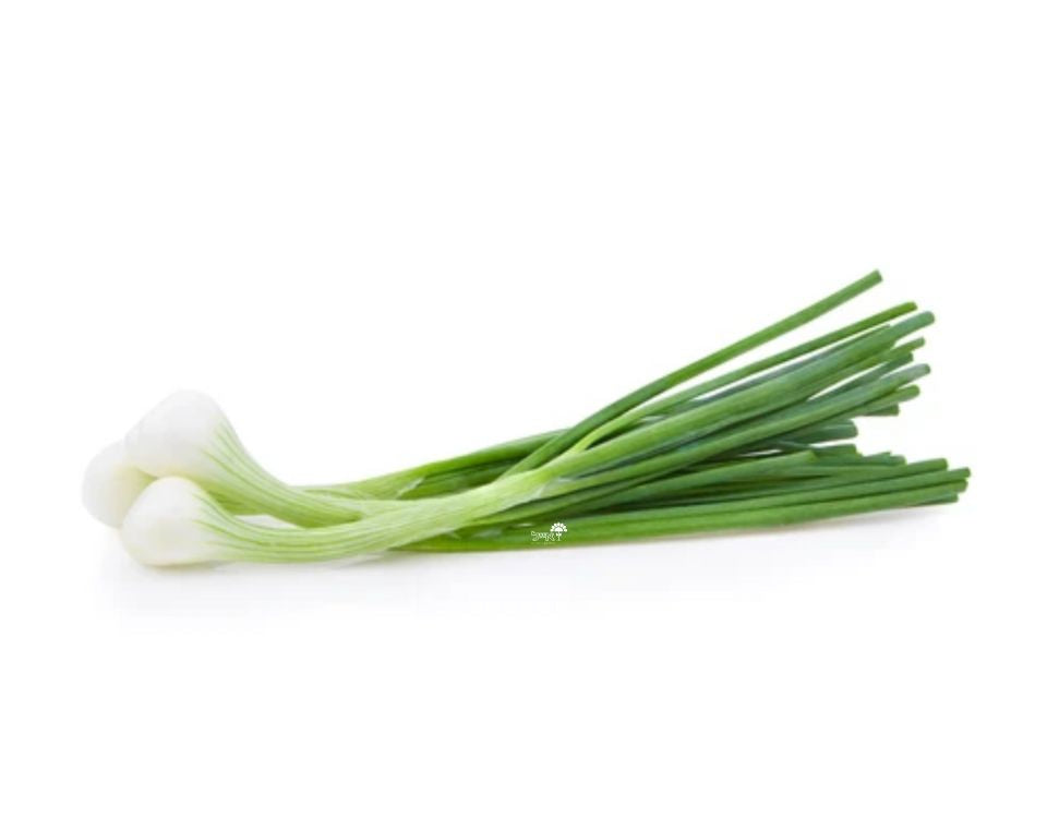 בצל ירוק | עציץ בקוטר 12 ס״מ