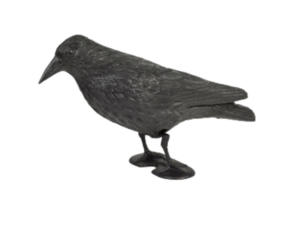 דחליל להרחקת יונים | עורב