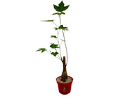 בונסאי ברכיטון (עץ האהבה) | עציץ בקוטר 12 ס"מ