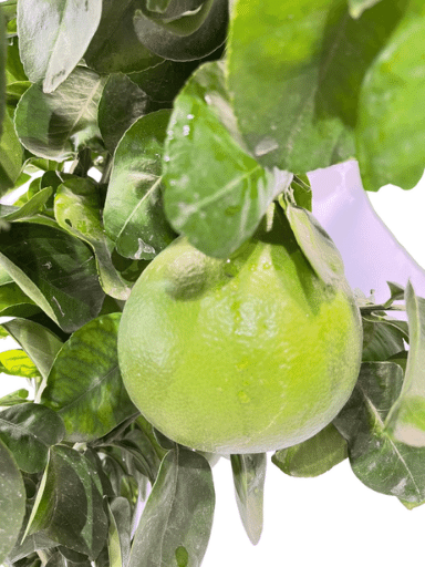 עץ פומלה | עציץ בנפח 25 ליטר