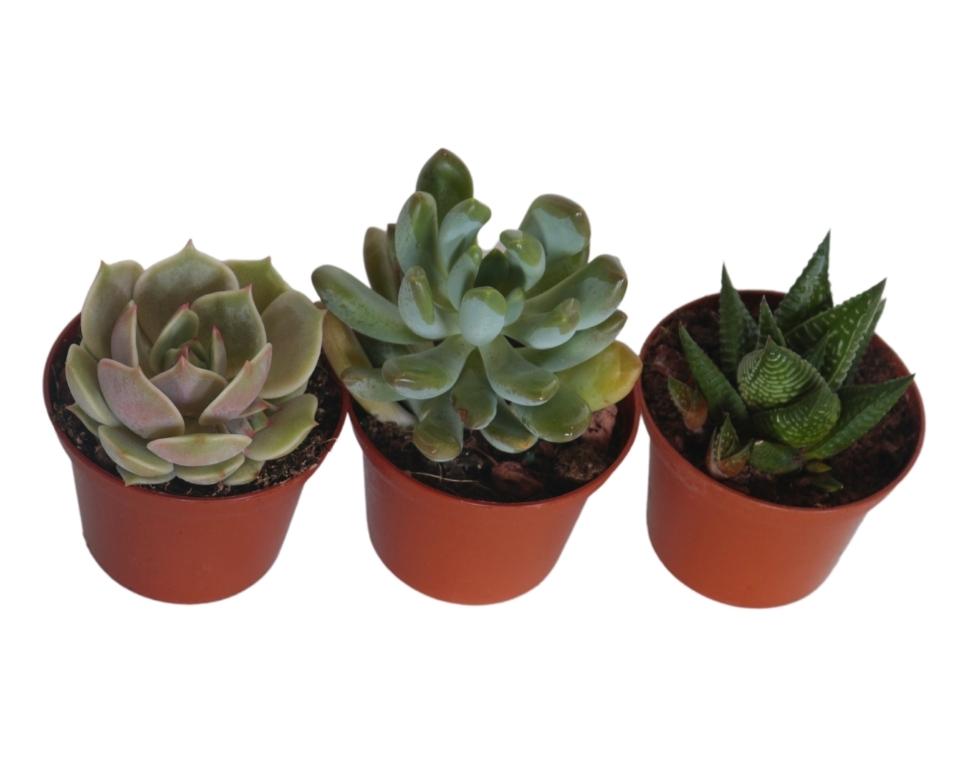 קיט 3 סקולנטים בשרניים | עציץ בקוטר 6.5 ס"מ