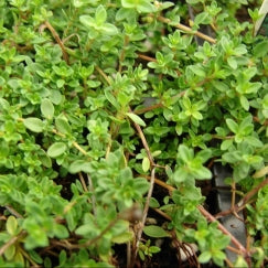 טימין | בעציץ קוטר 12 ס״מ