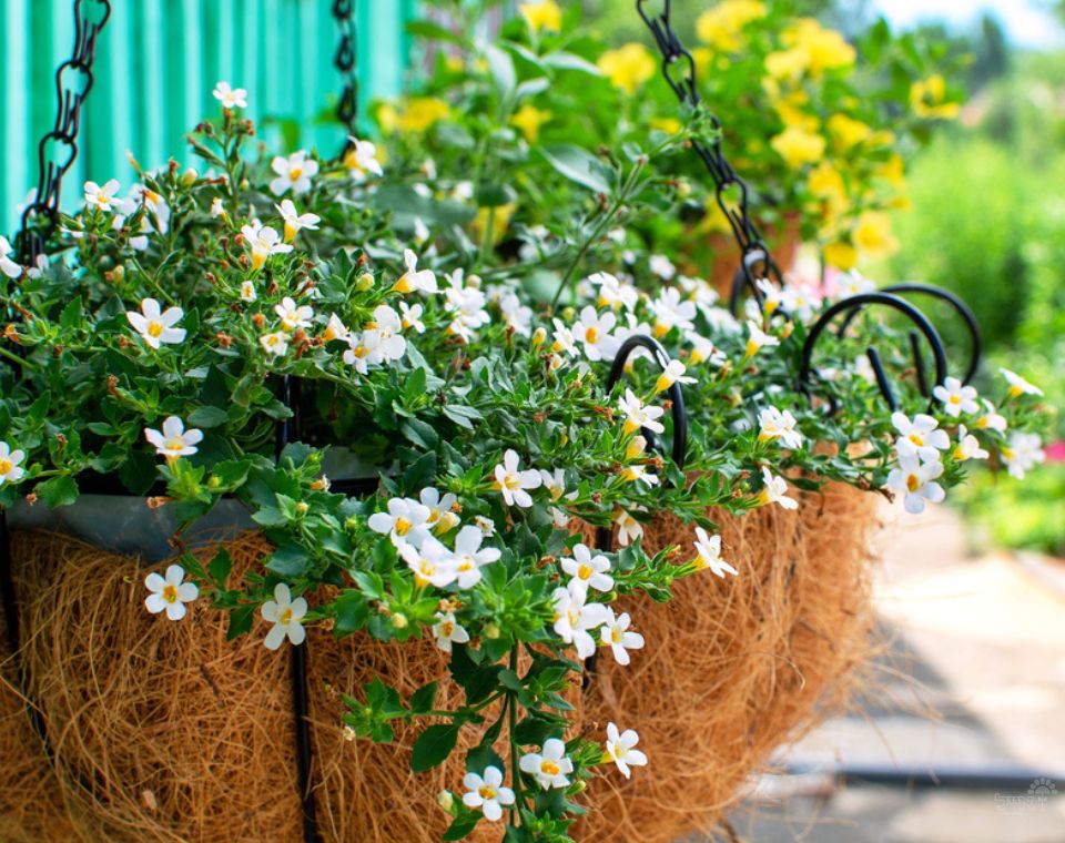 קיט 3 בקופה | עציץ בקוטר 12 ס"מ