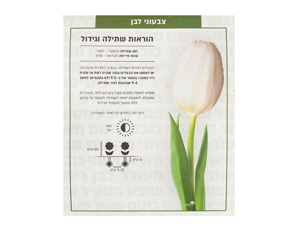 צבעוני לבן | 6 יחידות