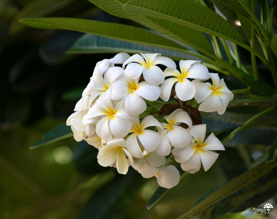 פלומריה ריחנית (פיטנה) | עציץ בנפח 50 ליטר