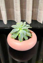 קערת סקולנטים | קטנה | ורוד/כחול