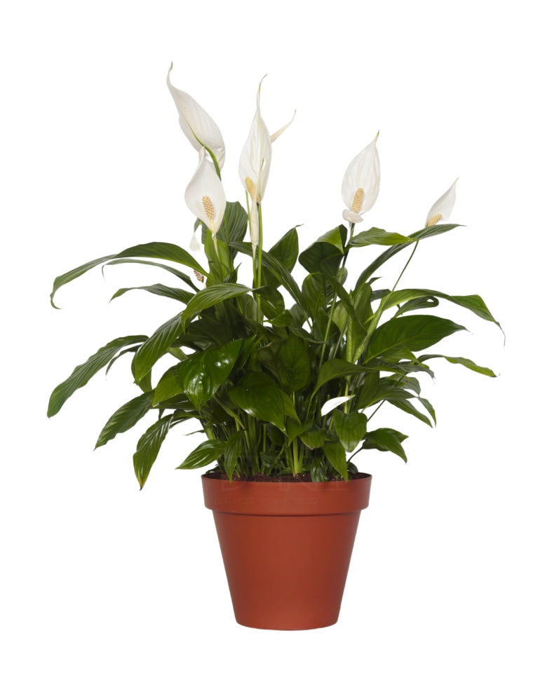 ספטיפיליום | עציץ בנפח 10 ליטר